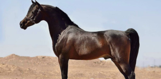 Persian Asil Arabian: The Timeless Elegance and Enduring Legacy of an Ancient Breed