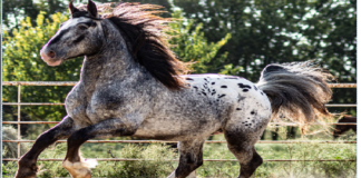 The Stable of Heavy Horses