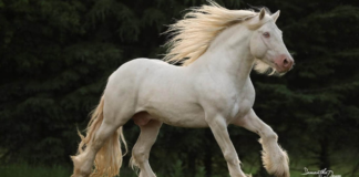 FHF THE MILKMAN: The Majestic Cremello Gypsy Vanner Stallion