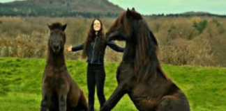 Horse Haven: The Joy of Ground Time with Owners