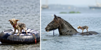 The real story behind the heroic photo of the horse that saved the drowning blind dog