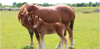 A Rare Miracle: Suffolk Mare Welcomes Foal of an Endangered Horse Breed Rarer Than Giant Pandas
