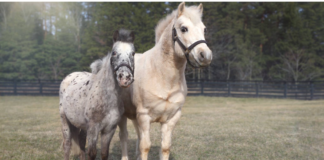 The Story of the Blind Pony and Her Guiding Companion