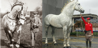 March Viking: The Timeless Legacy of a Percheron Stallion