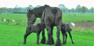 Twins Blessing: The Miraculous Arrival of Lisa and Fien, Belgian Draft Horse Double