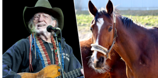 AFTER SAVING THEM FROM A SLAUGHTERHOUSE, WILLIE NELSON ALLOWS 70 HORSES TO RUN FREE AT HIS TEXAS RANCH.