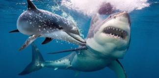 Why Do Sharks Fear Dolphins