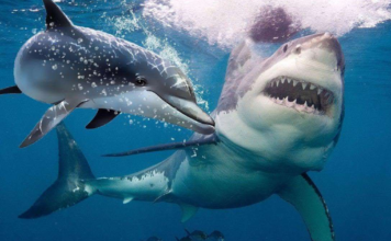 Why Do Sharks Fear Dolphins