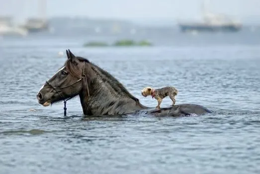The real story behind the heroic photo of the horse that saved the drowning blind dog 1 image 119