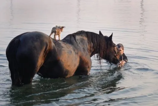 The real story behind the heroic photo of the horse that saved the drowning blind dog 2 the horse