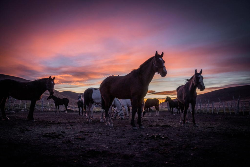 What Is The Average Life Expectancy of Horses? Doghappiness