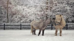 The Story of the Blind Pony and Her Guiding Companion 1 pony