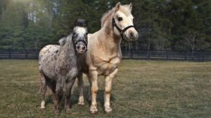 The Story of the Blind Pony and Her Guiding Companion 3 image 140