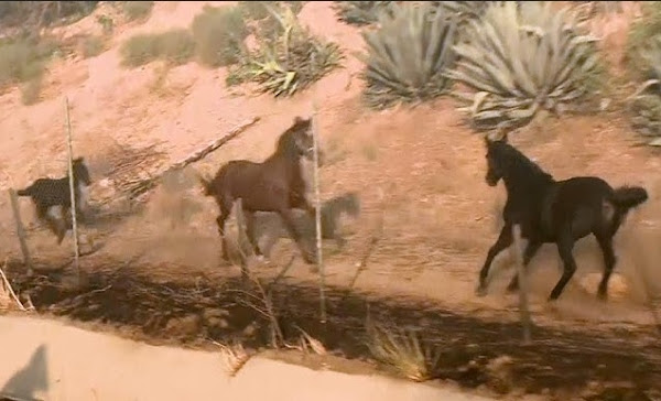 horse