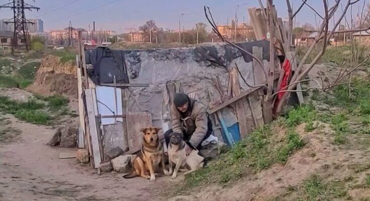 DOGS