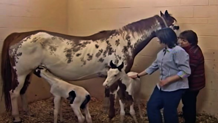horse