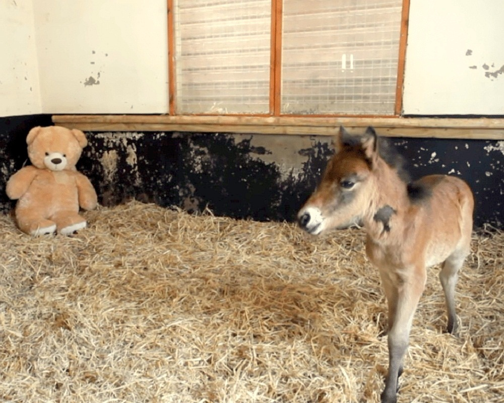 Teddy bear comforts orphaned pony, warming everyone's heart! 2 Teddy