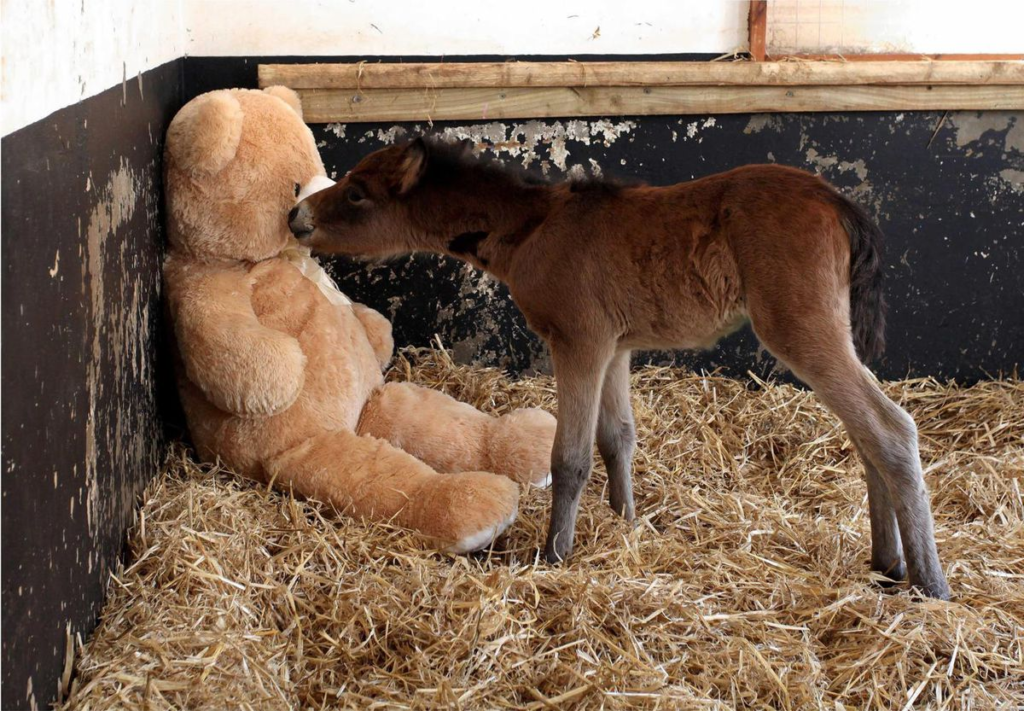 Teddy bear comforts orphaned pony, warming everyone's heart! 3 image 30