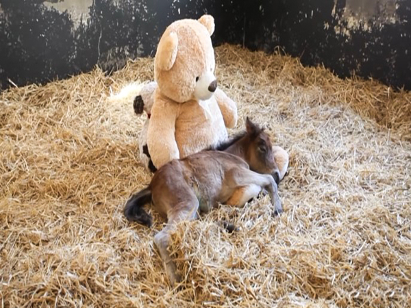 Teddy bear comforts orphaned pony, warming everyone's heart! 4 image 31