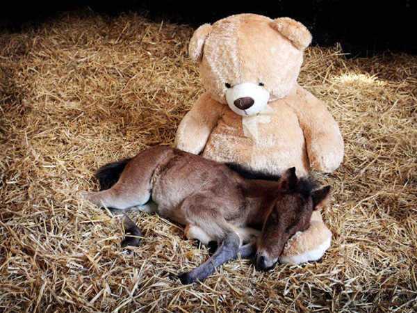 Teddy bear comforts orphaned pony, warming everyone's heart! 5 image 32