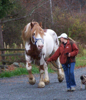 RED SPOTTED DRAFT HORSE - BIG JAKE 1 horse