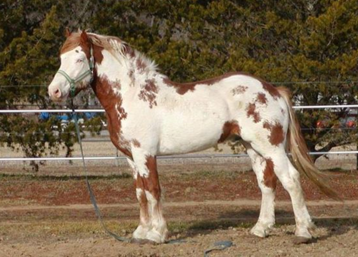 RED SPOTTED DRAFT HORSE - BIG JAKE 2 horse