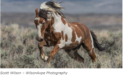 horse