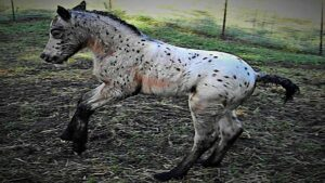 FOAL IS BIRTHWARED WITH A SPECIAL "COOKIES AND CREAM" COAT 1 foal