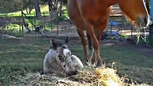 FOAL IS BIRTHWARED WITH A SPECIAL "COOKIES AND CREAM" COAT 2 image 40