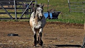 FOAL IS BIRTHWARED WITH A SPECIAL "COOKIES AND CREAM" COAT 3 image 41