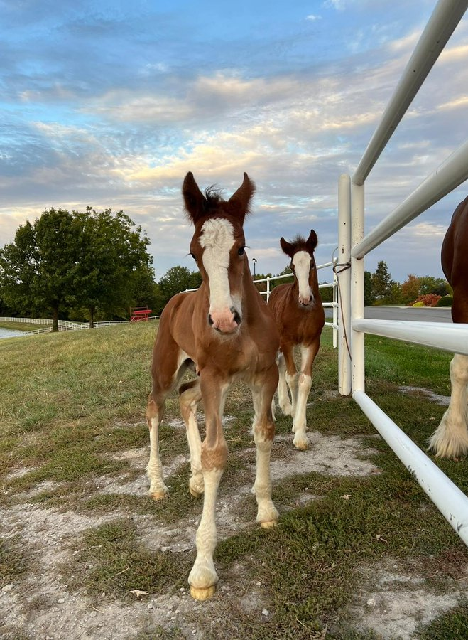 Clydesdale