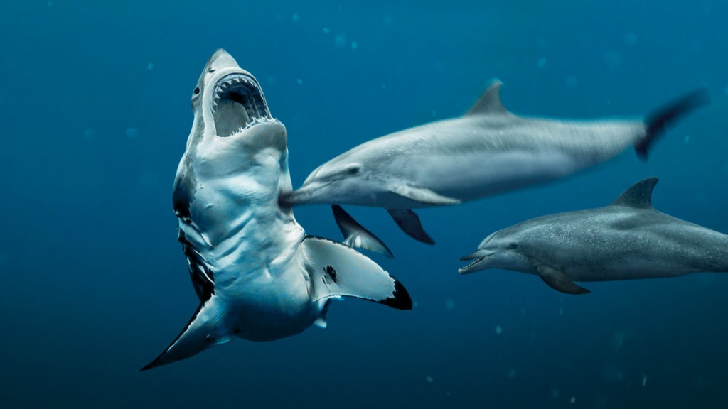sharks