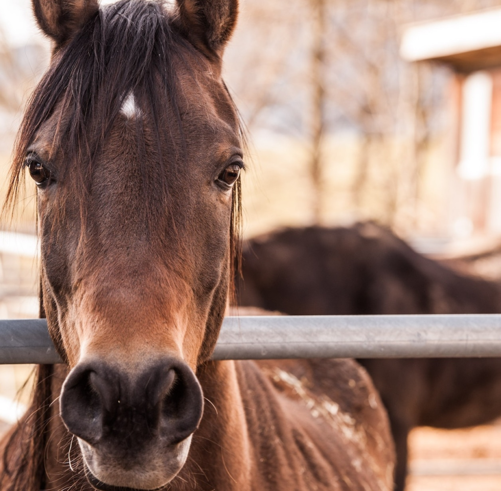 When the horse lets it go, he rolls about in the dirt and receives million views. 1 horse