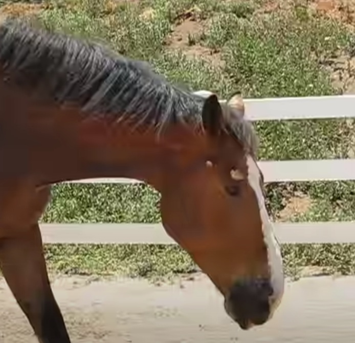 When the horse lets it go, he rolls about in the dirt and receives million views. 2 image 53