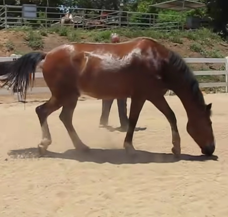 When the horse lets it go, he rolls about in the dirt and receives million views. 3 image 54