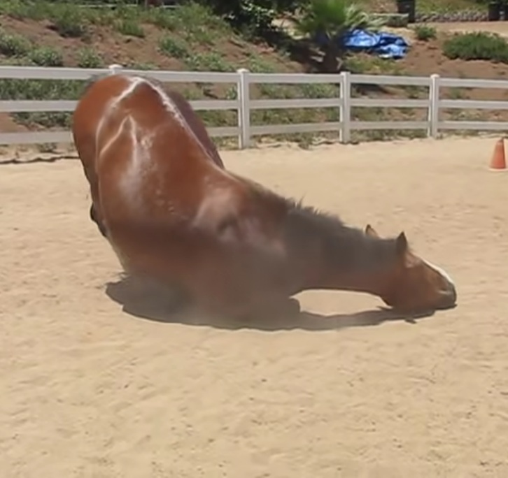 When the horse lets it go, he rolls about in the dirt and receives million views. 4 image 55