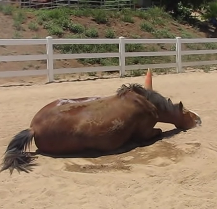 When the horse lets it go, he rolls about in the dirt and receives million views. 5 image 56
