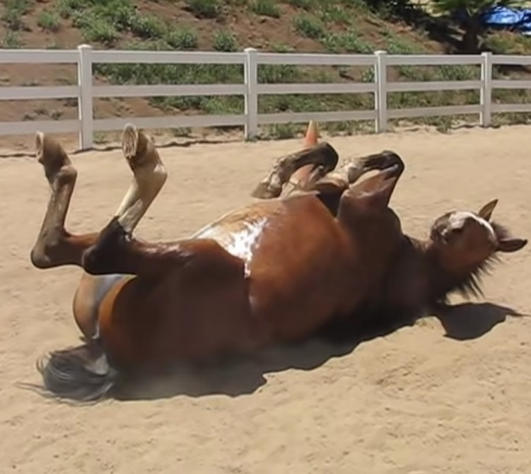 When the horse lets it go, he rolls about in the dirt and receives million views. 6 image 57