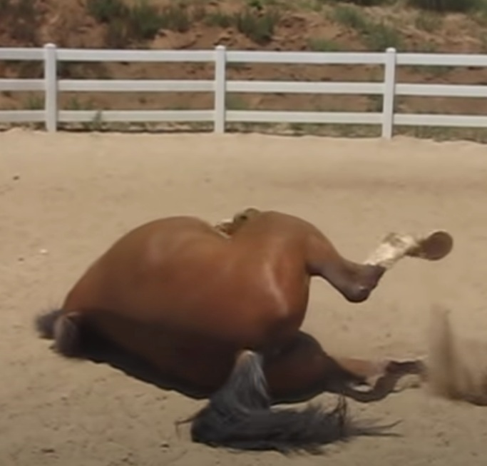 When the horse lets it go, he rolls about in the dirt and receives million views. 7 image 58