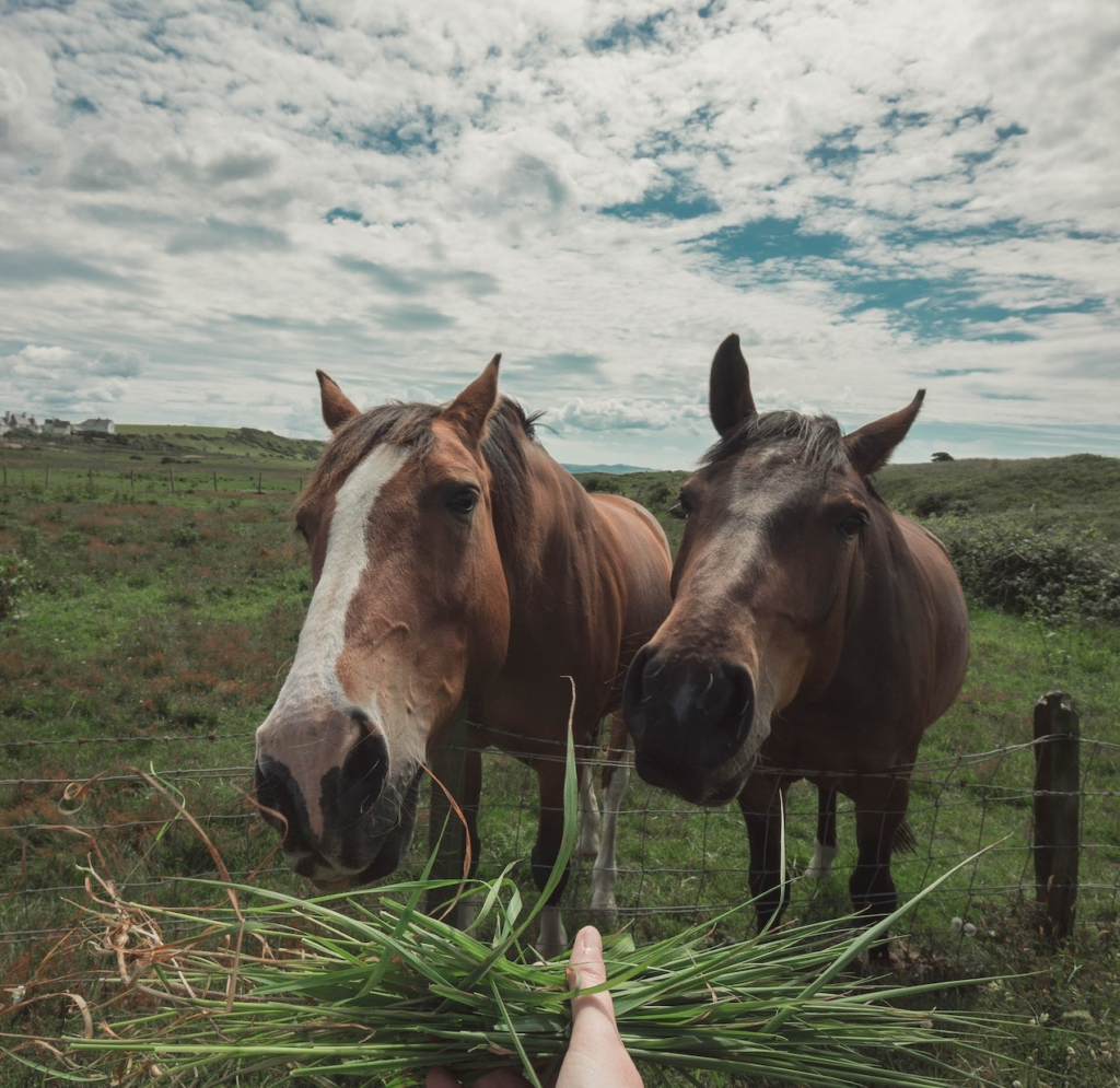 When the horse lets it go, he rolls about in the dirt and receives million views. 8 image 59