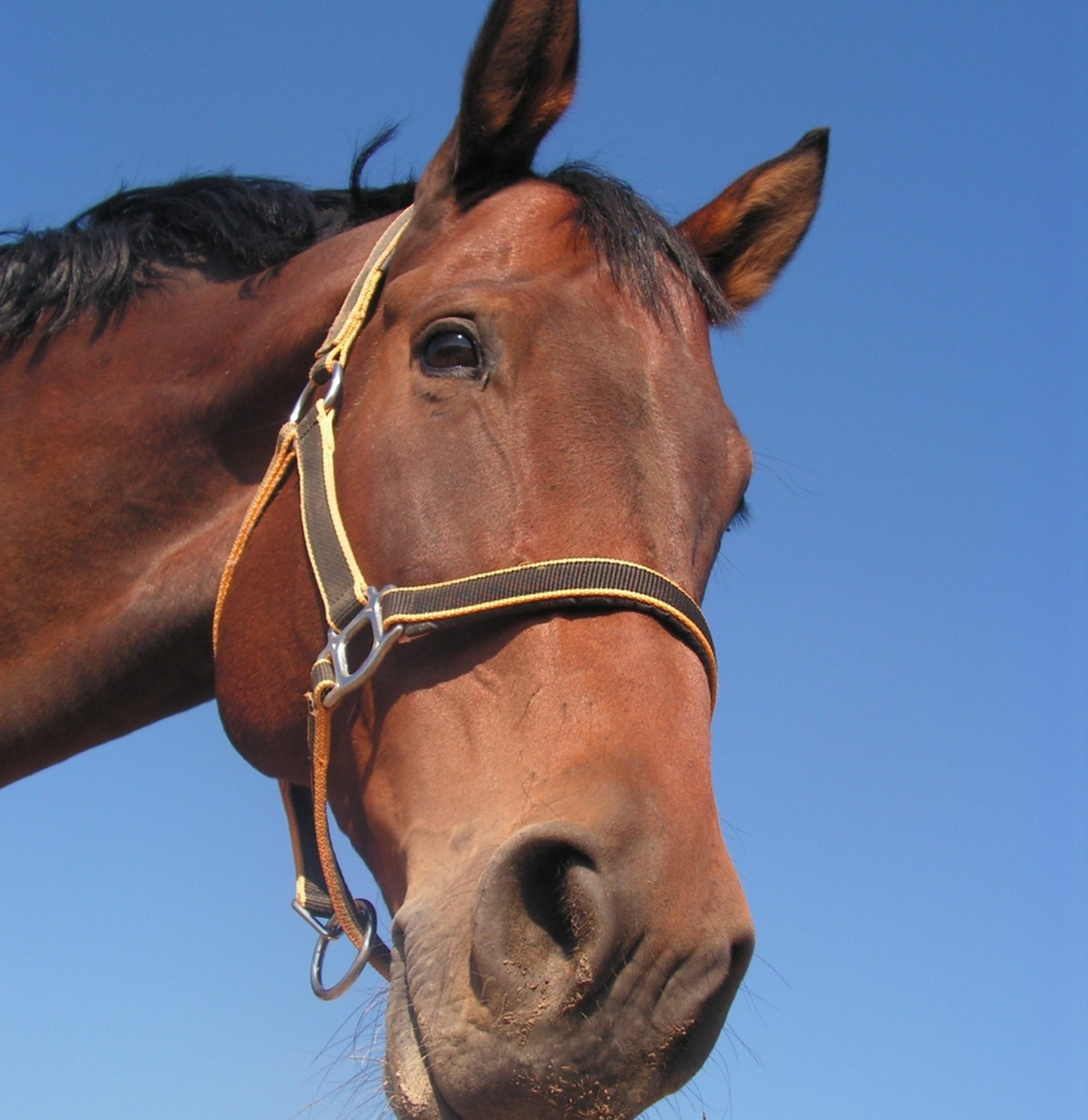 When the horse lets it go, he rolls about in the dirt and receives million views. 9 image 60