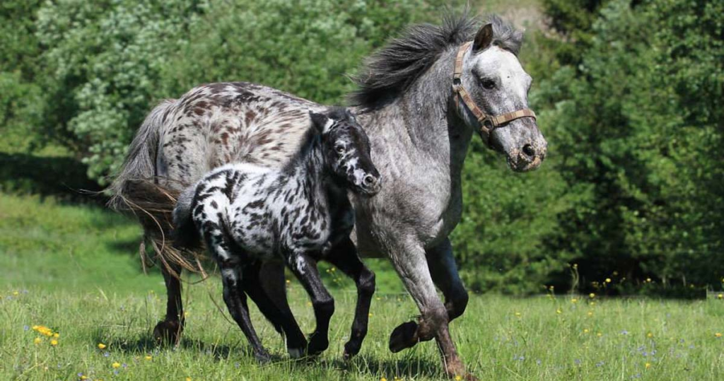 Appaloosa Mare and Foal horses: Unbelievable, Gorgeous Colors 1 horses