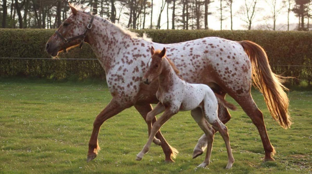 Appaloosa Mare and Foal horses: Unbelievable, Gorgeous Colors 2 image 70