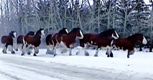 In the snow, forty Clydesdale mares go for a morning run 1 snow