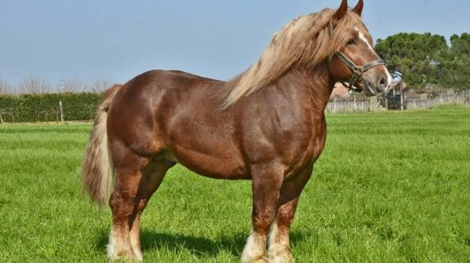 Heavy horse