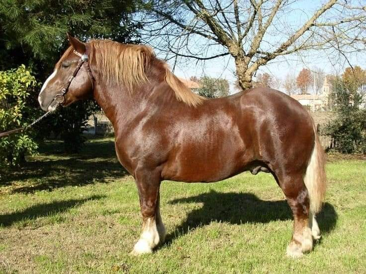 Heavy horse