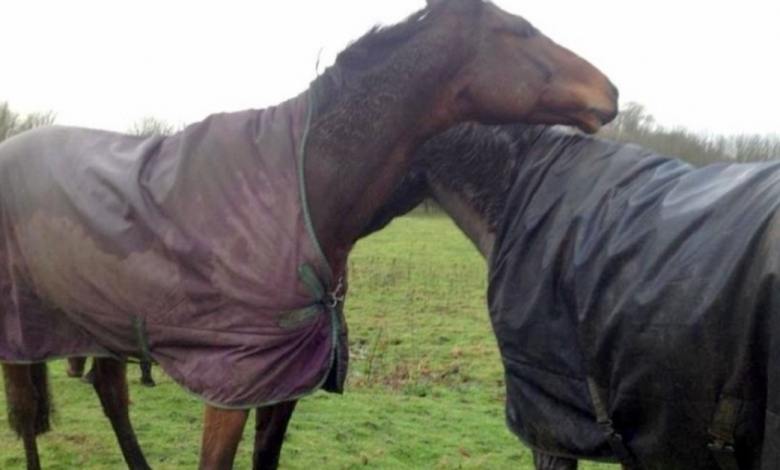 After four long years, the horse is excited to see his best friend again! 1 horse