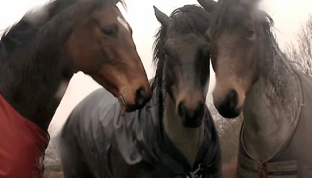 After four long years, the horse is excited to see his best friend again! 2 image 86