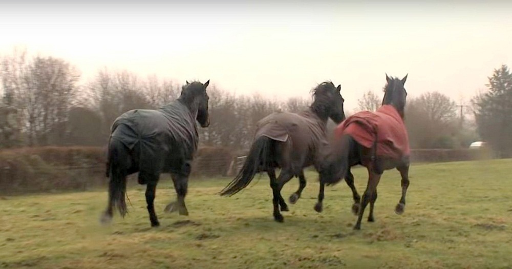After four long years, the horse is excited to see his best friend again! 3 image 87