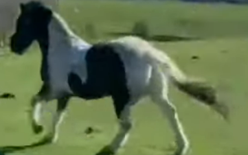 Sassy: A Wonderful Daily Dance of Trust and Training 1 Horse and Training